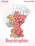 March 16-22: Brain Awareness Week