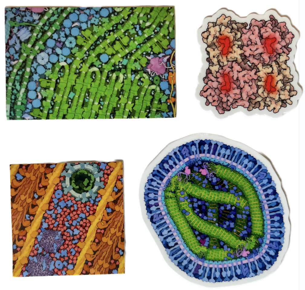 <I>Take the survey to win stickers of images from Molecule of the Month and the Molecular Landscapes gallery of David S. Goodsell paintings. <BR>Clockwise, from upper left: Chloroplast, Red fluorescent protein, Measles Virus Proteins, Myoglobin in a Whale Muscle Cell.</I>